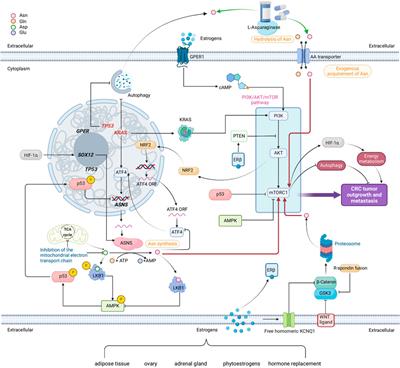 Asparagine, colorectal cancer, and the role of sex, genes, microbes, and diet: A narrative review
